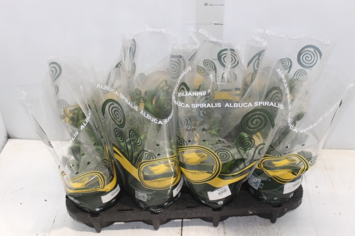 <h4>ALBUCA SPIRALIS P14 SEM FLOR</h4>