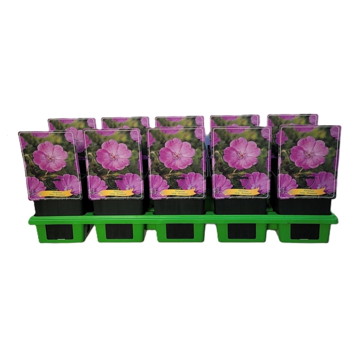 <h4>Geranium sanguineum</h4>