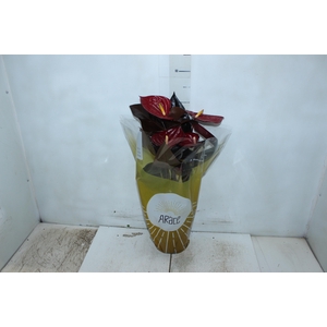 ANTHURIUM DELICATA P17