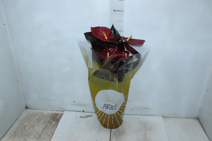 <h4>ANTHURIUM DELICATA P17</h4>