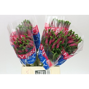 Veronica Iselle X 25