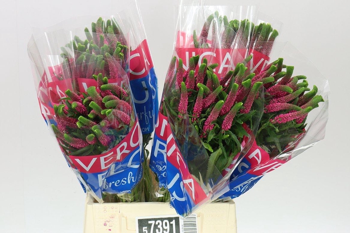 <h4>Veronica Iselle X 25</h4>