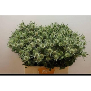 ERYN MAG WHIT LAGOON