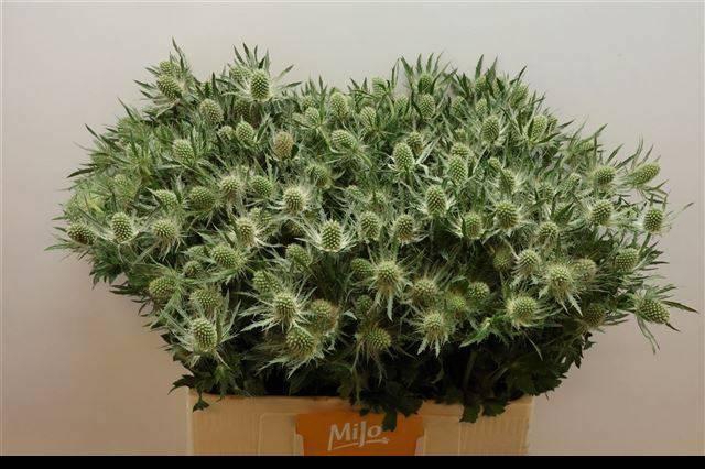 <h4>ERYN MAG WHIT LAGOON</h4>