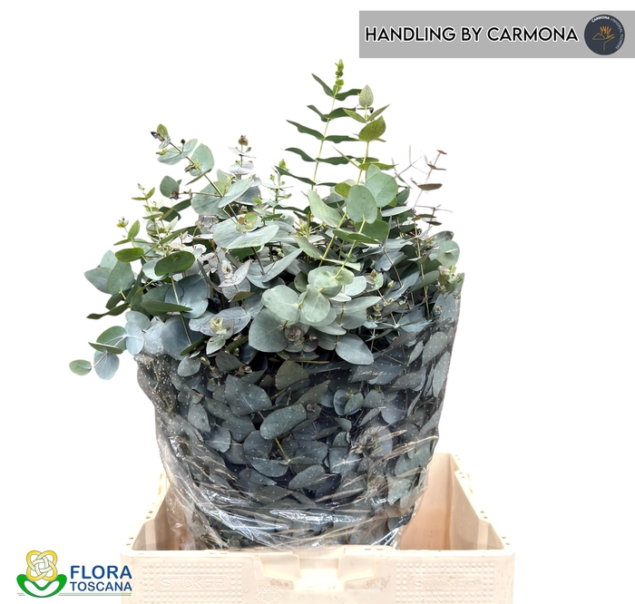 <h4>EUC CINEREA PER BOS</h4>