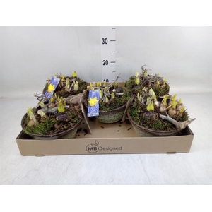 Arr.   Bol/Knolgewas H%