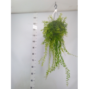 Aeschynanthus  'Japhrolepis'