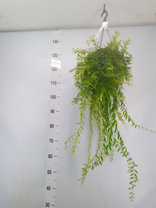 <h4>Aeschynanthus  'Japhrolepis'</h4>