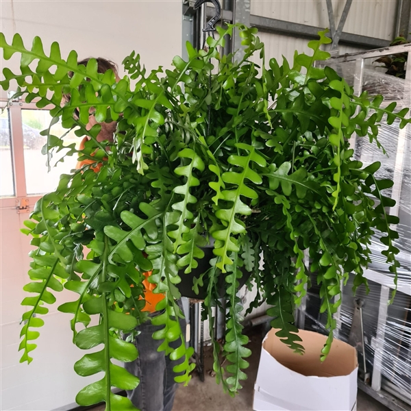 <h4>Epiphyllum anguliger</h4>
