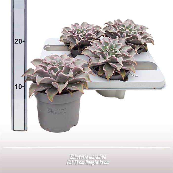 <h4>Echeveria maradiba</h4>