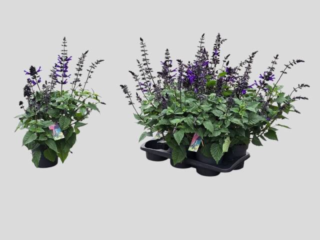 <h4>SALVIA LAKE BLUEBERR</h4>