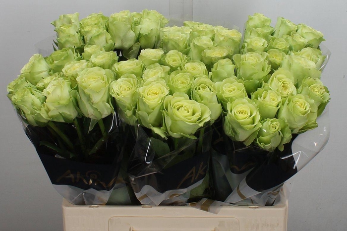 <h4>R Gr Green Generatio</h4>