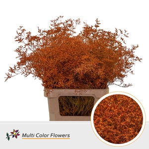Limonium Beltlaard Oranje
