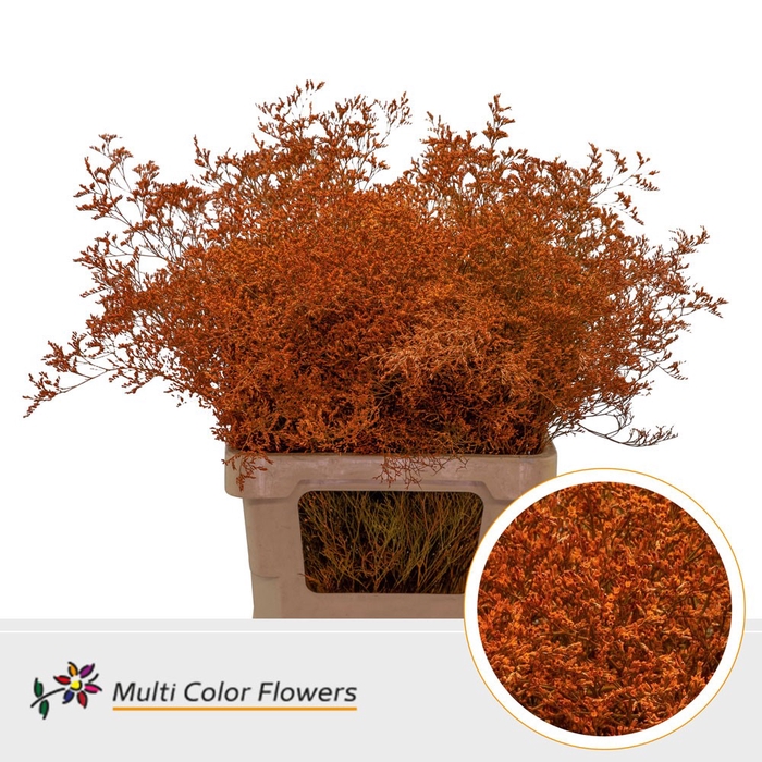 <h4>Limonium Beltlaard Oranje</h4>