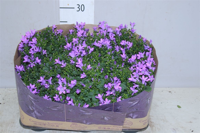 <h4>Campanula Port Blueone</h4>