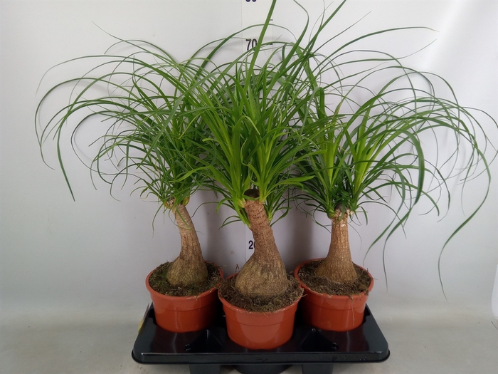 <h4>Beaucarnea recurvata</h4>