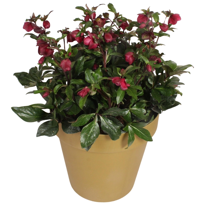 <h4>HGC Helleborus Ice N Roses Red GOLD</h4>