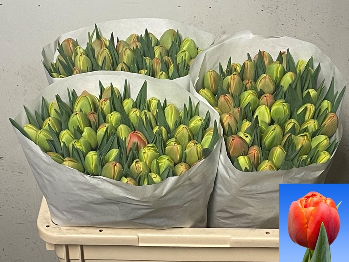 <h4>TU DU ICOON</h4>