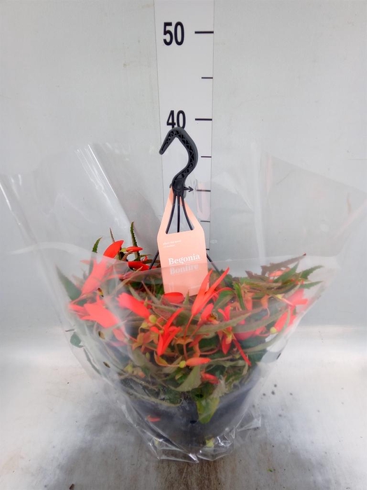 <h4>Begonia tuber. 'Bonfire'</h4>