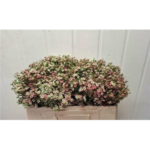 Chame Un My Sweet 16