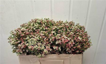 <h4>Chame Un My Sweet 16</h4>