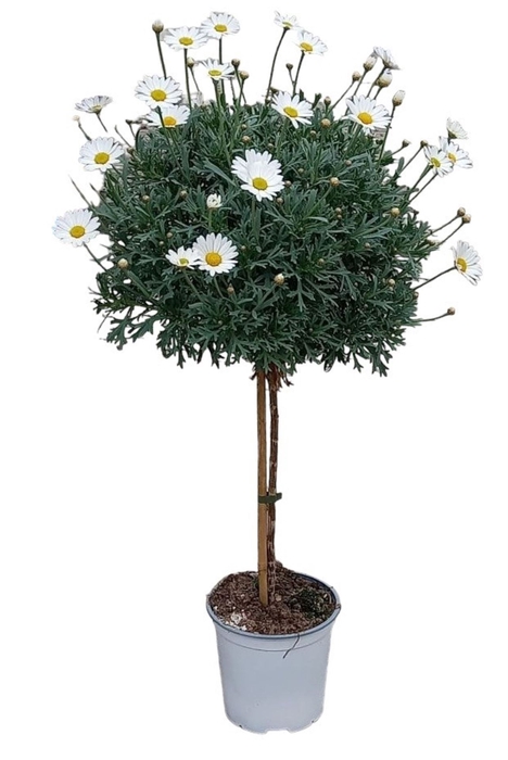 <h4>Argyranthemum overig op</h4>
