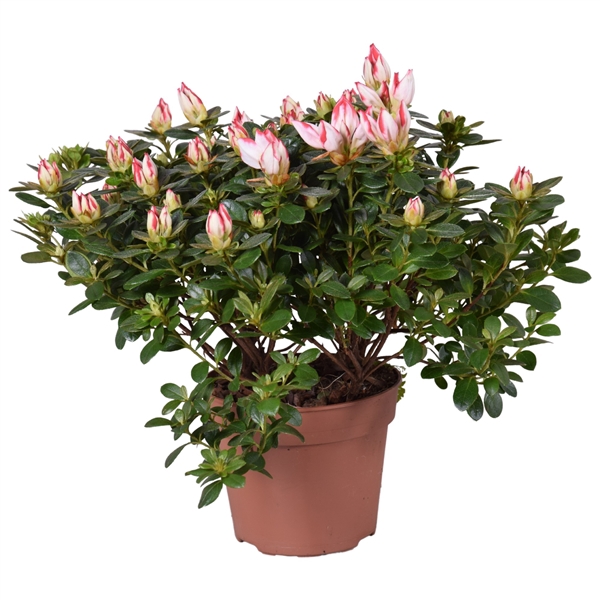 <h4>Azalea 'Sachsenstern' bicolor rood/wit 13cm</h4>