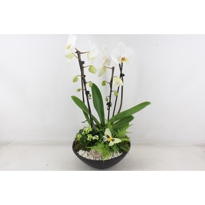 arr2 PL - Ebbischaal x2 phal. wit