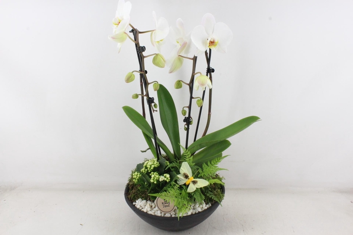 <h4>arr2 PL - Ebbischaal x2 phal. wit</h4>