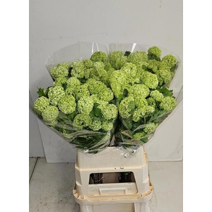 VIBURNUM ROSEUM ST