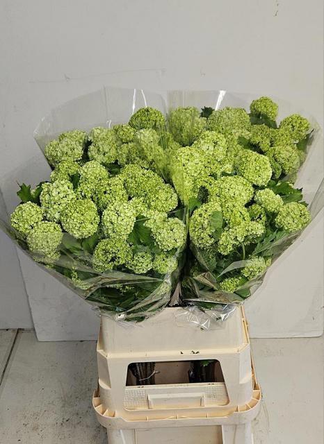 <h4>VIBURNUM ROSEUM ST</h4>