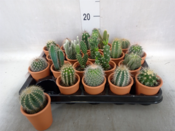 <h4>Cactus   ...</h4>