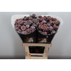 Wax-Rozen Wax Wit Zilver glitter