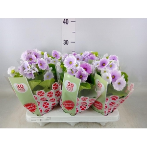 Primula obcon. 'Touch Me Blue Whit'