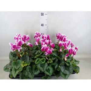 Cyclamen GR 'Halios Fantasia'