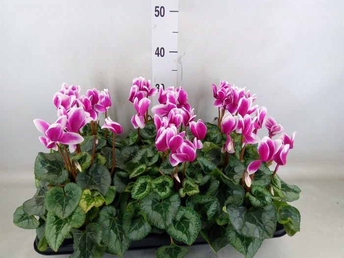 <h4>Cyclamen GR 'Halios Fantasia'</h4>