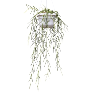 Hoya Linearis
