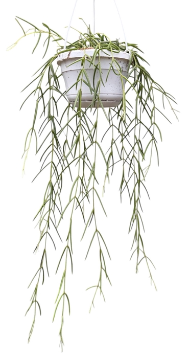 <h4>Hoya Linearis</h4>