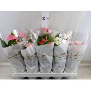 Anthurium andr.   ...mix  5