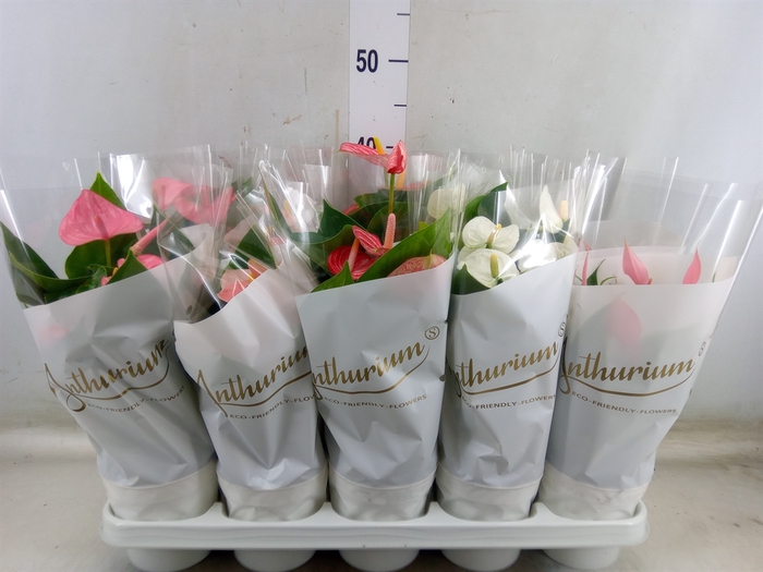 <h4>Anthurium andr.   ...mix  5</h4>