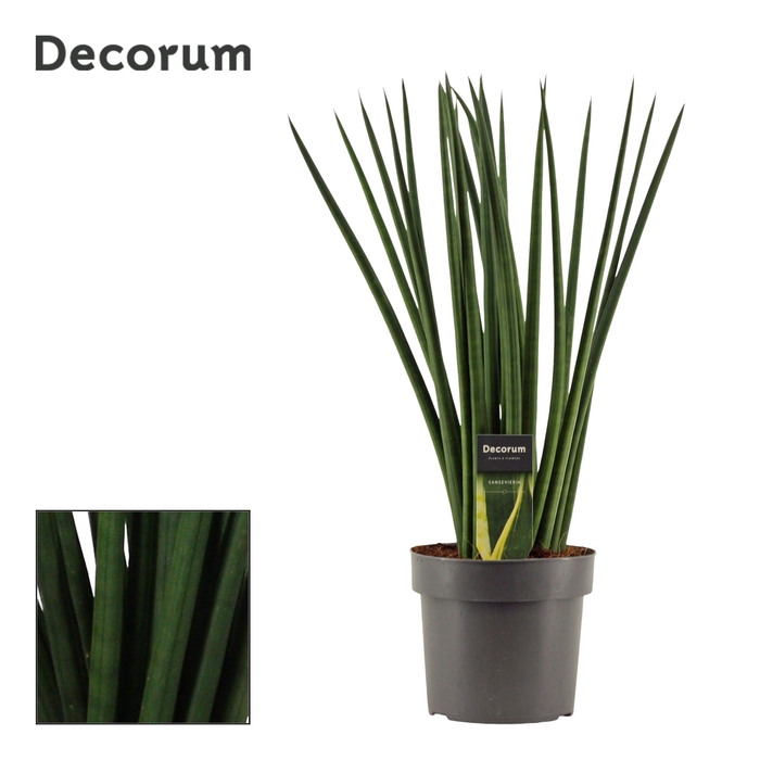 <h4>Sansevieria Cylindrica 17 cm Spaghetti (Decorum)</h4>