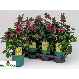 Helleborus orientalis Pretty Ellen mix 14Ø 40cm 6f