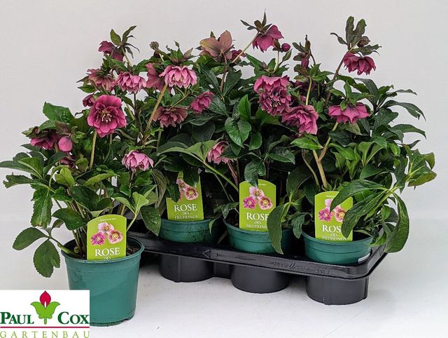 Helleborus orientalis Pretty Ellen mix 14Ø 40cm 6f