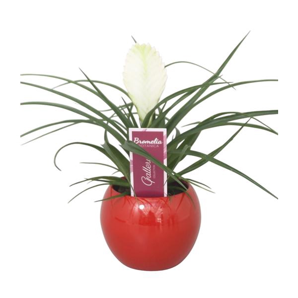 <h4>Tillandsia cyanea 'Biancini' in rode bolpot</h4>