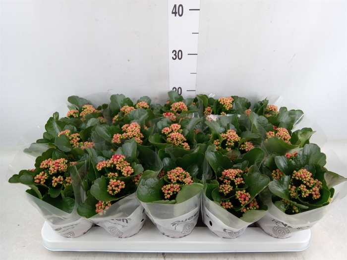 <h4>Kalanchoe blos. 'Calandiva Rubio'</h4>