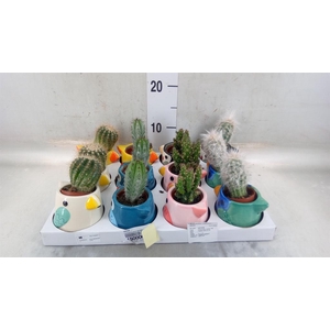 Cactus   ...