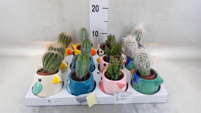 <h4>Cactus   ...</h4>