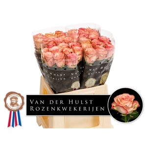 R Gr Aprikola Hulst