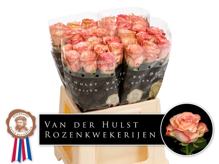 <h4>R Gr Aprikola Hulst</h4>