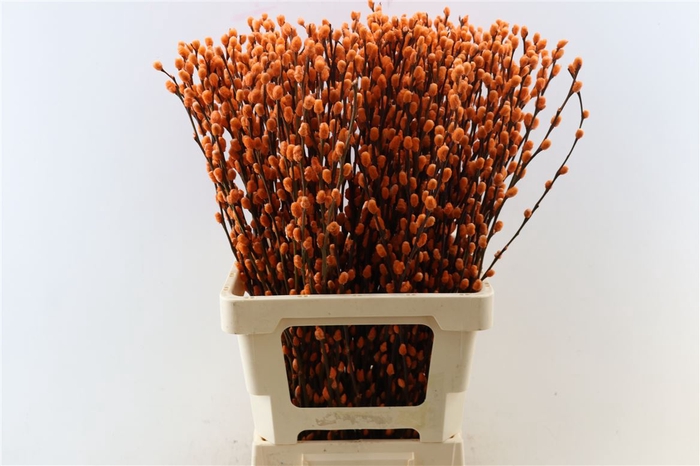 <h4>Salix Wilgenkatjes Orange 70cm P Stem</h4>